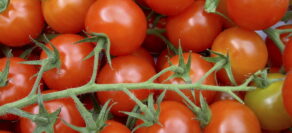 Tomato Tensions & Trade Fallout