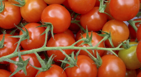 Tomato Tensions & Trade Fallout