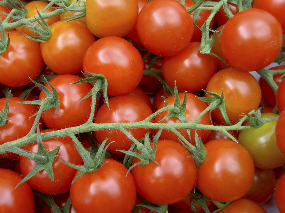 Tomato Tensions & Trade Fallout